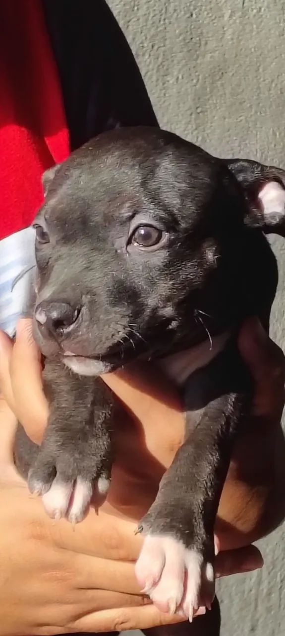 Filhotes de American Bully  - Foto 2