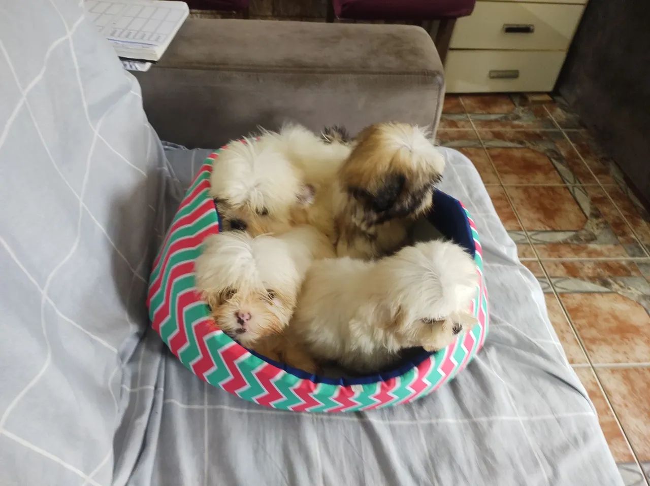 Lhasa Apso 800. - Foto 2