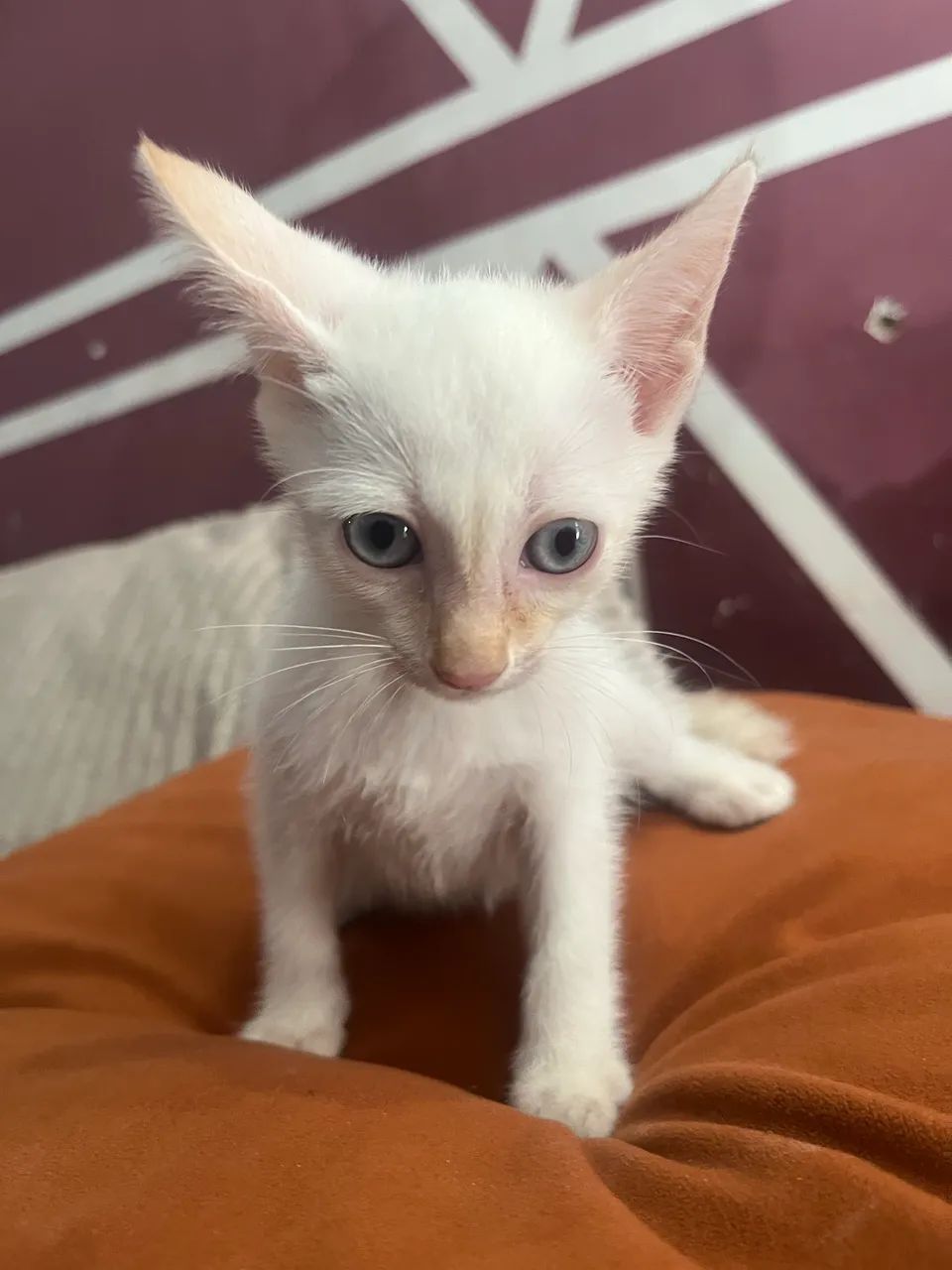 Doação gato - Foto 3