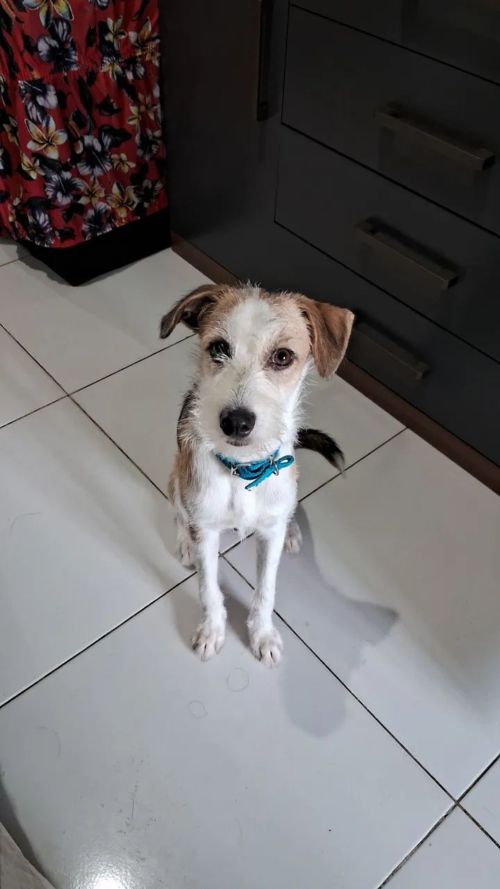 Adoção responsável (urgente)