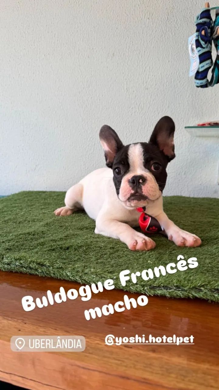 Buldogue Francês machinho e fêmea de pronta entrega - Foto 2