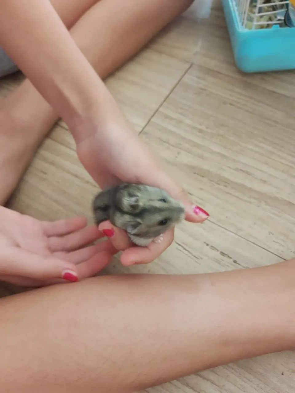 Hamster anão russo ? dóceis - Foto 6