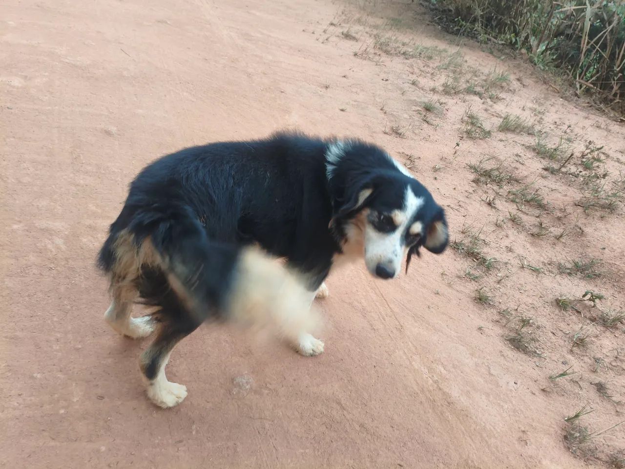 Doa-se cachorro de raça  - Foto 2