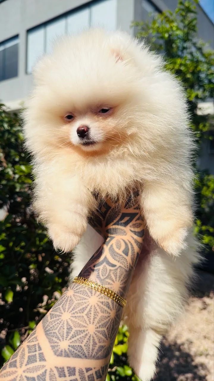 Lulu da pomerânia - Foto 3
