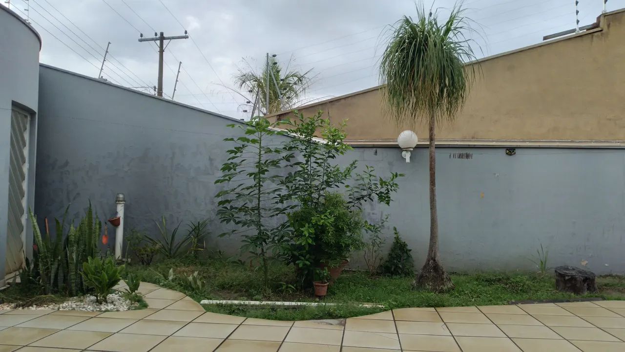 Mudas de jabuticaba   só 25.00 cada - Foto 6