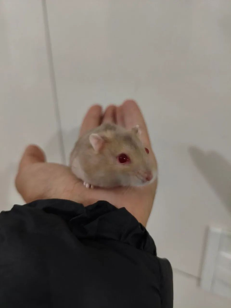 Hamster anão russo - Foto 4
