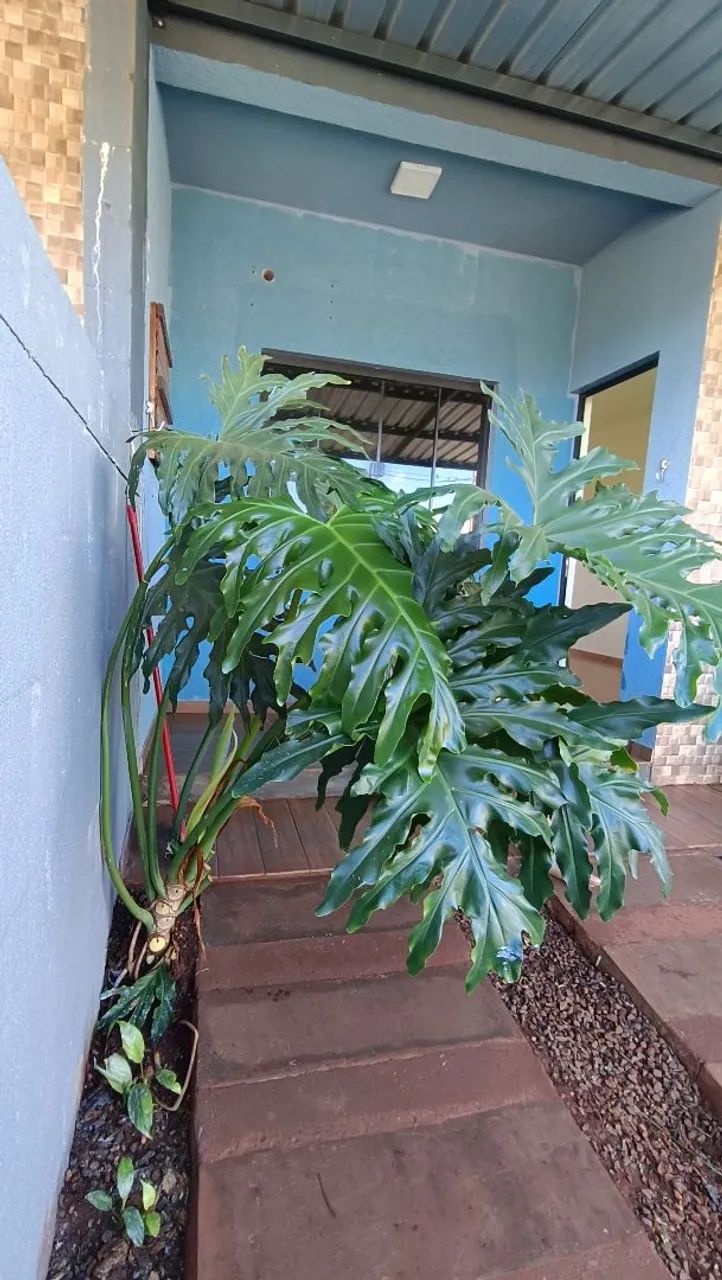 Aluguel casa Santa Helena - PR  - Foto 2