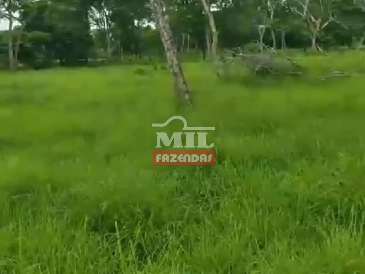Fazenda em Taipas TO 106 alqueires (513,04 hectares) - Foto 3