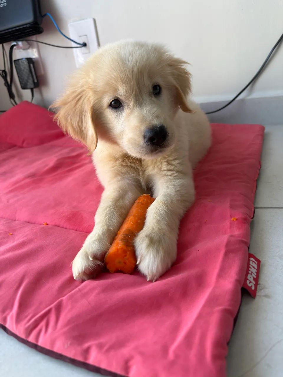 Golden Retriever - Foto 4