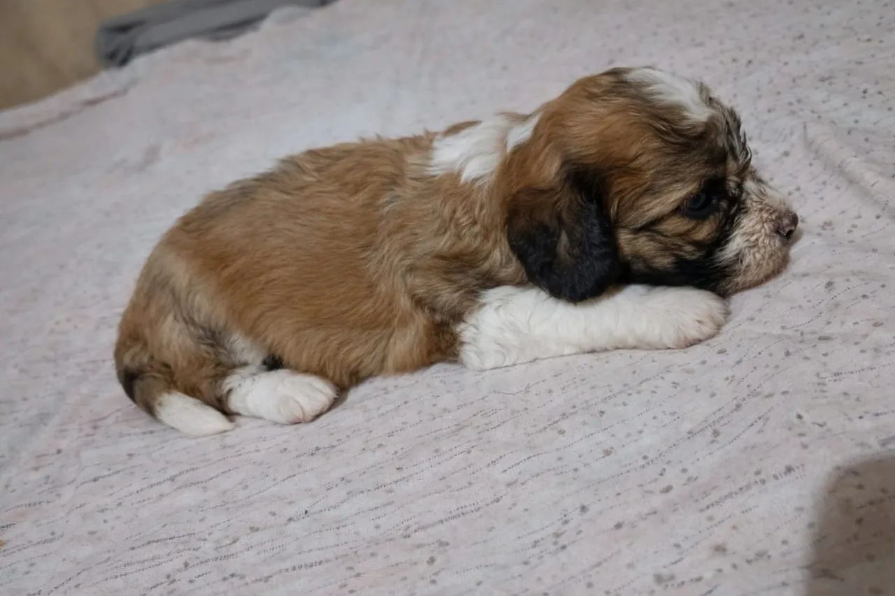 Filhote de Shitzu com poodle - Foto 2