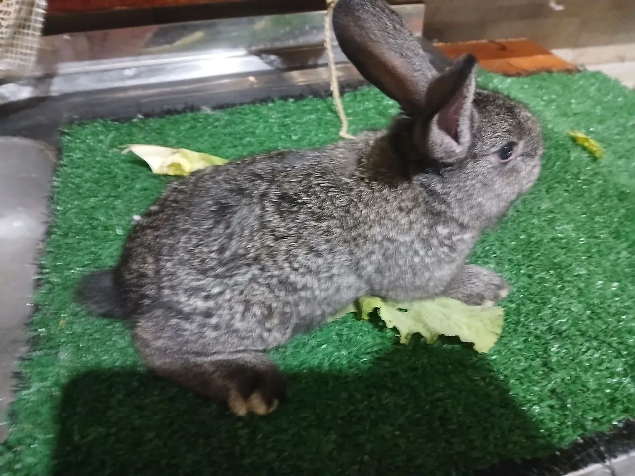 Coelhos  - Foto 5