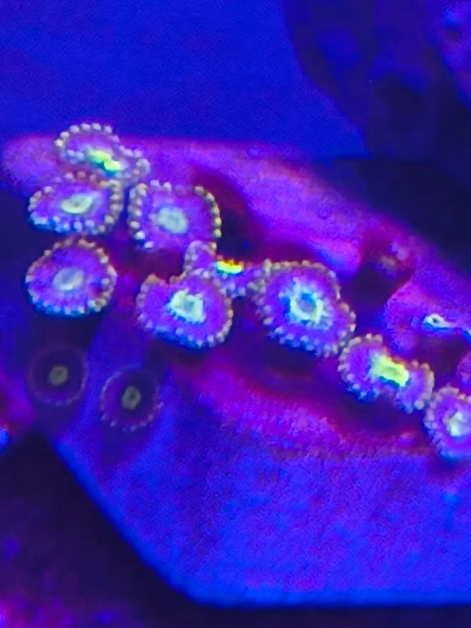 Suporte com lente especial p tirar fotos de corais coral aquário marinho - Foto 2