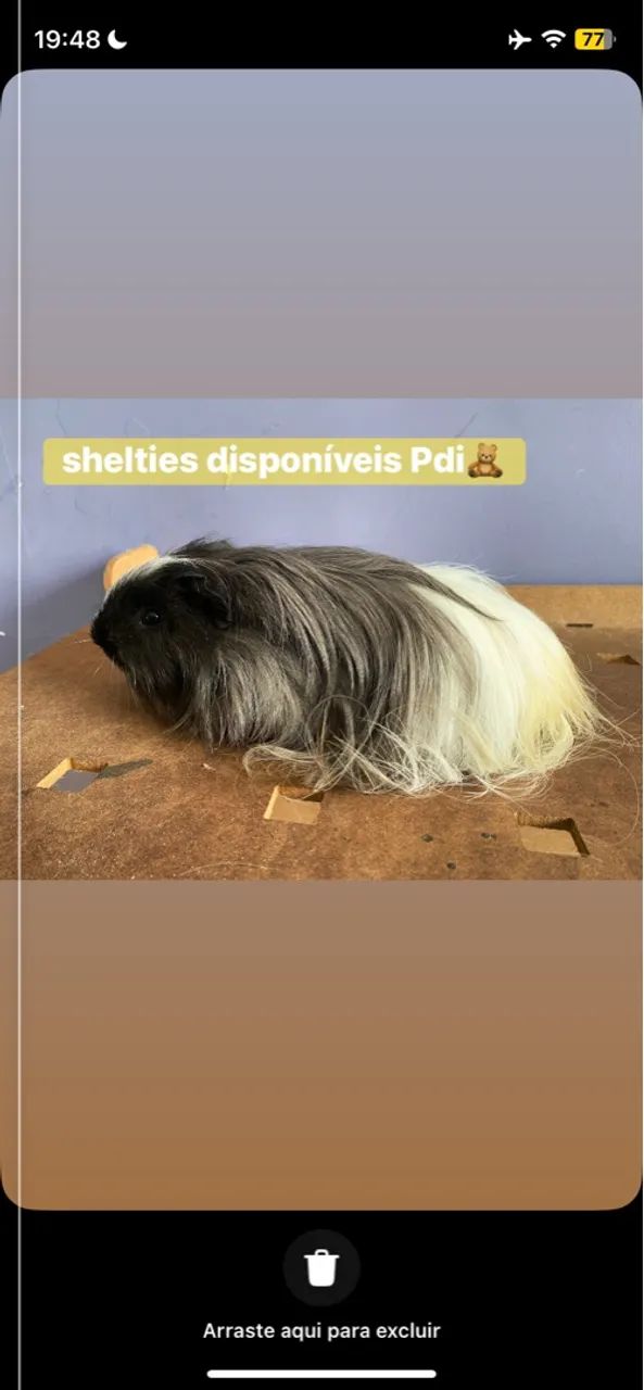 porquinho da india Sheltie pelo longo de luxo Promoção entregas Janu e Moc e região