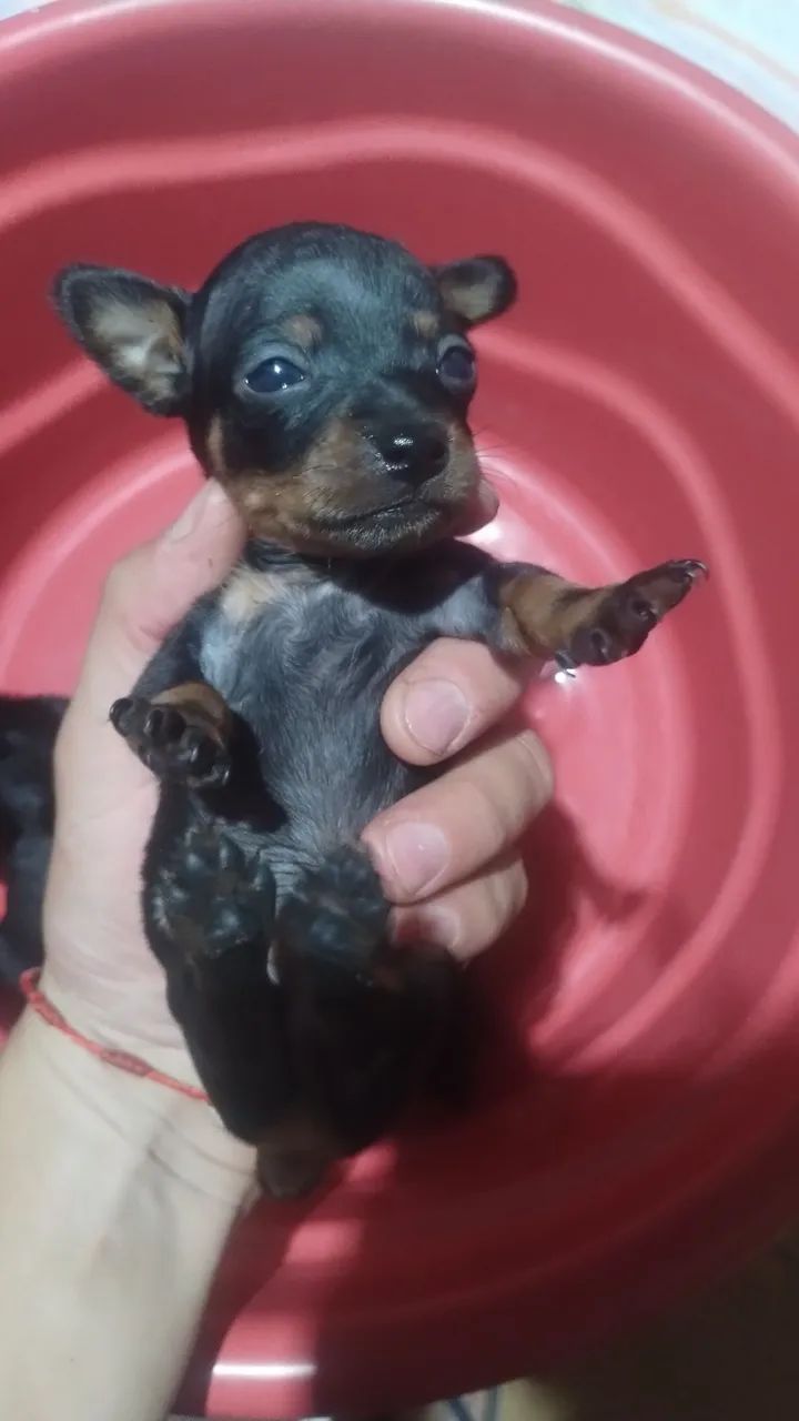 Pinscher número 1 