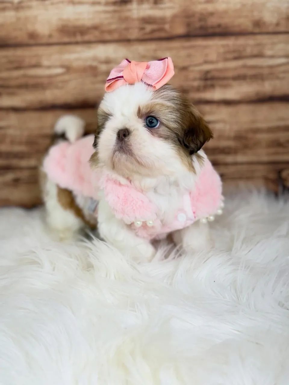 Shihtzu 