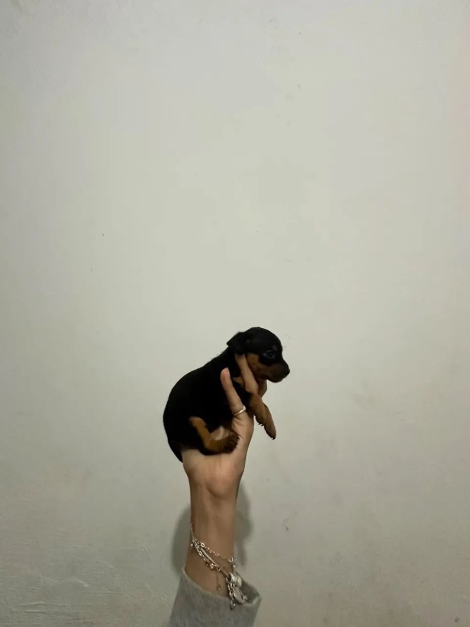 Pinscher 0 miniaturas  - Foto 3