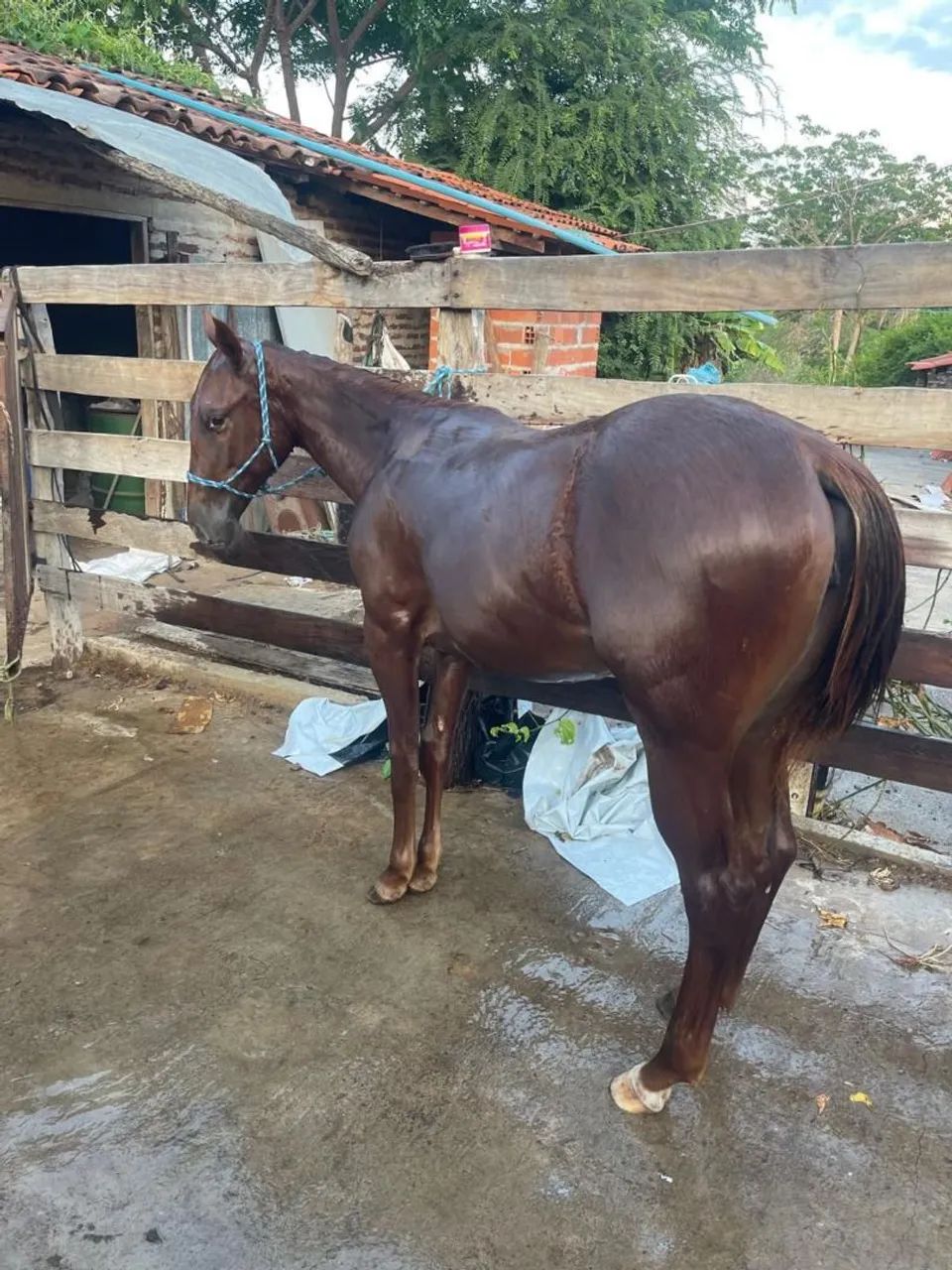 Vendo potra quarto de milha  - Foto 2
