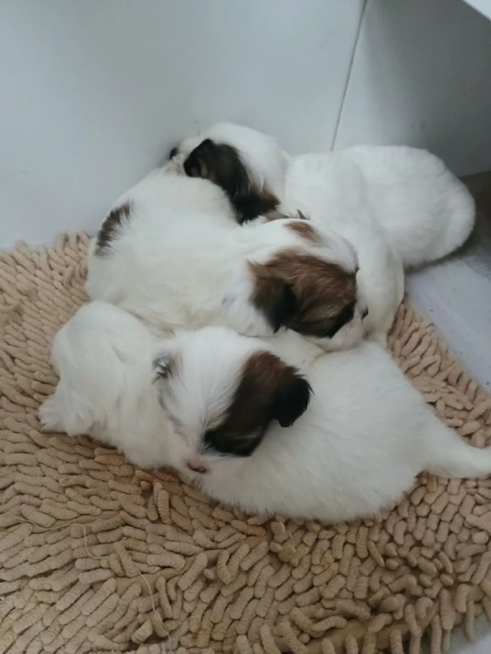 Cachorro Lhasa apsu 