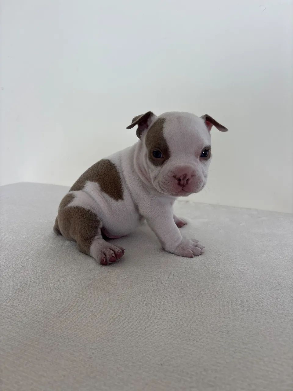 American Bully  - Foto 5