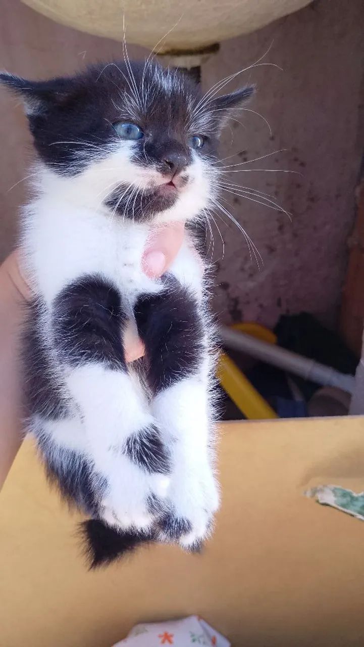 Gatinhos filhotes fofinhos  - Foto 2
