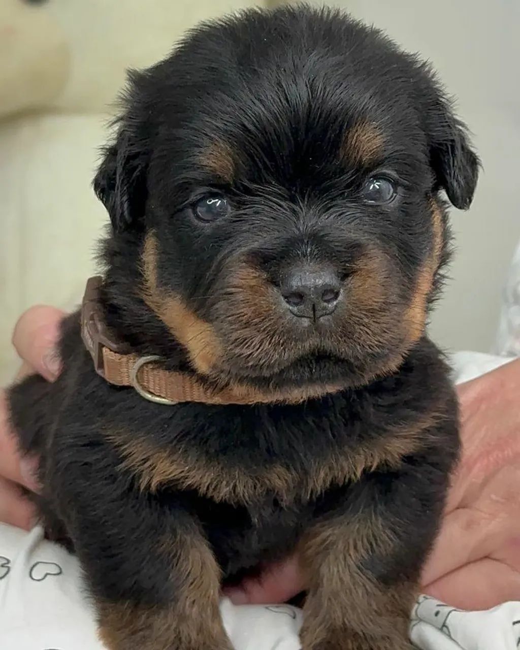 Rottweiler alemão  - Foto 4