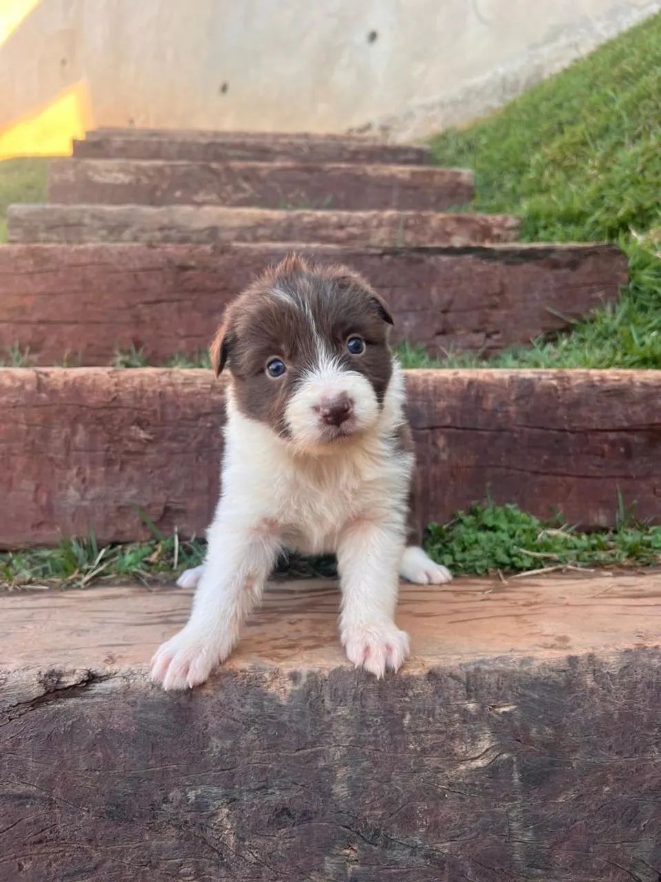 Border Collie  - Foto 3