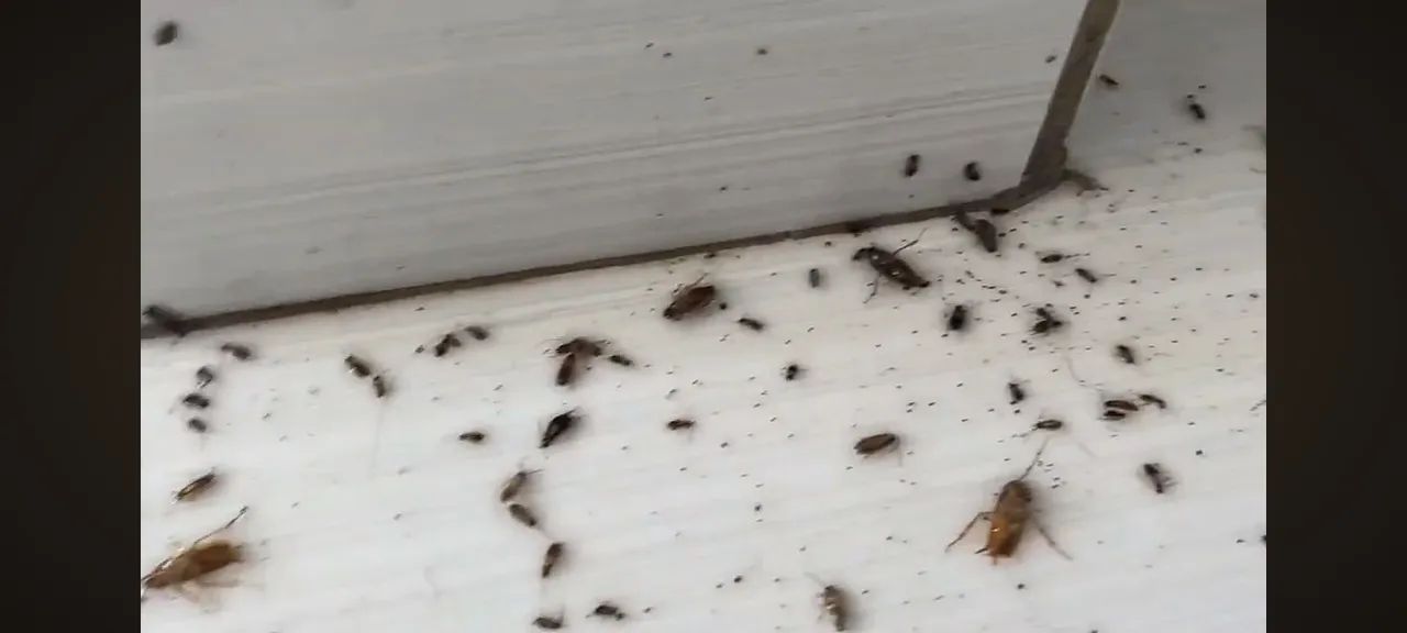   Controle de pragas  promocao . - Foto 6