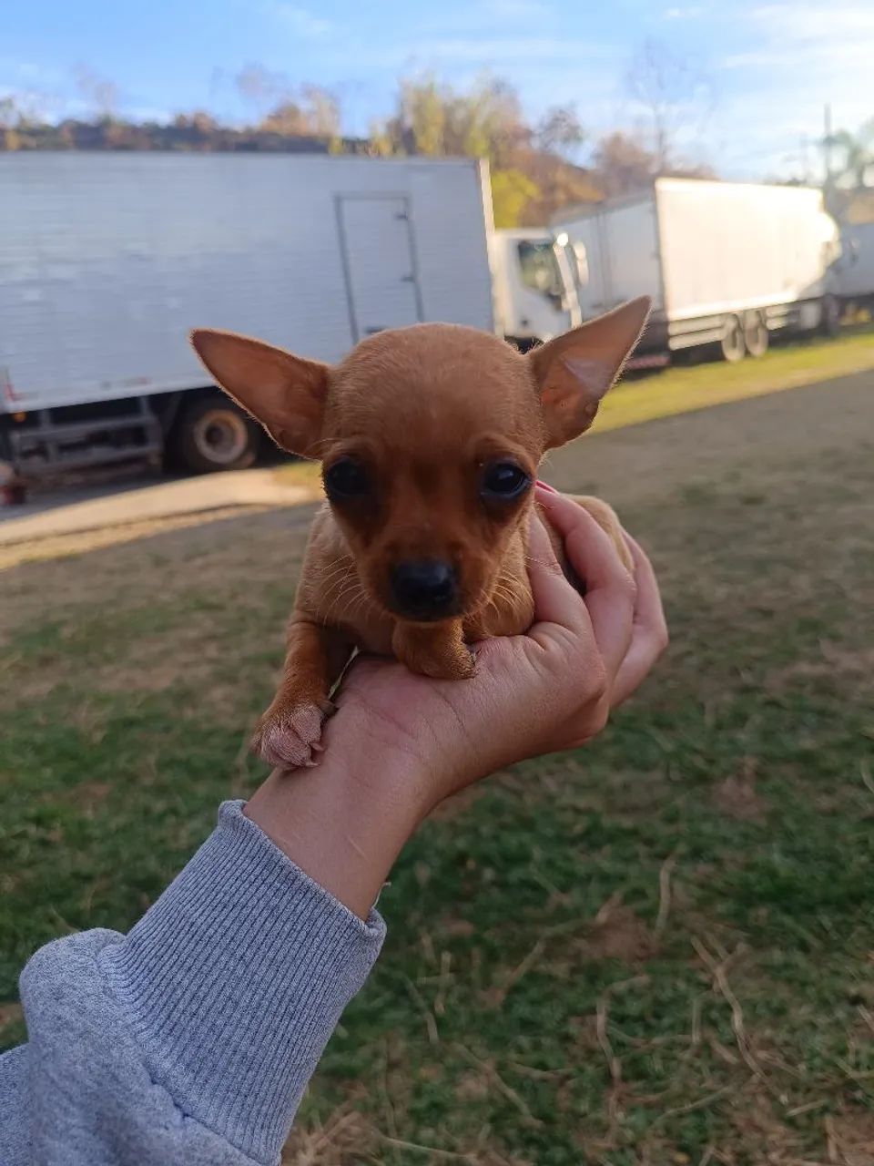 Pinscher 0 - Foto 3