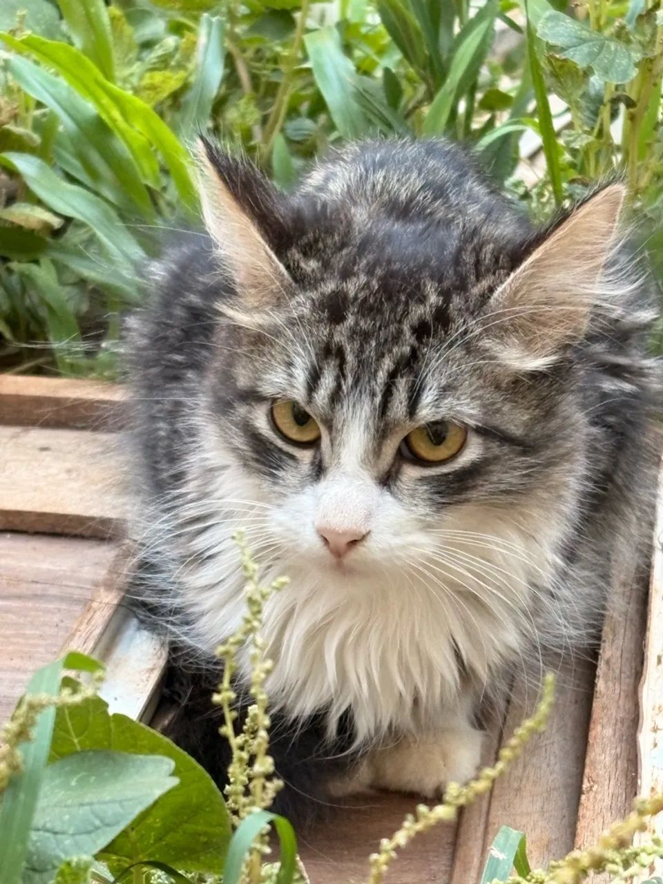 Doação de Gatos - Foto 5