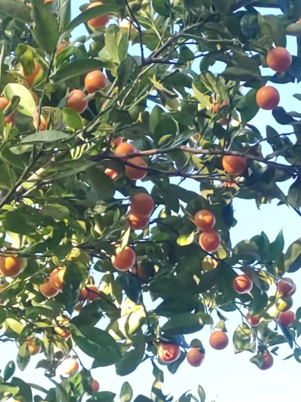 VENDO LARANJA KINKAN JAPONESA - Foto 2
