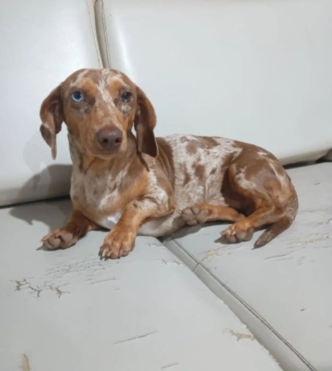 Dachshund mini macho para cruza - Foto 5