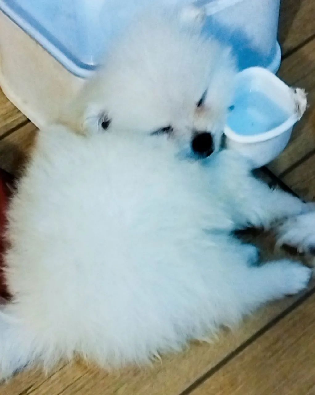 Spitz alemão ursinho. - Foto 5