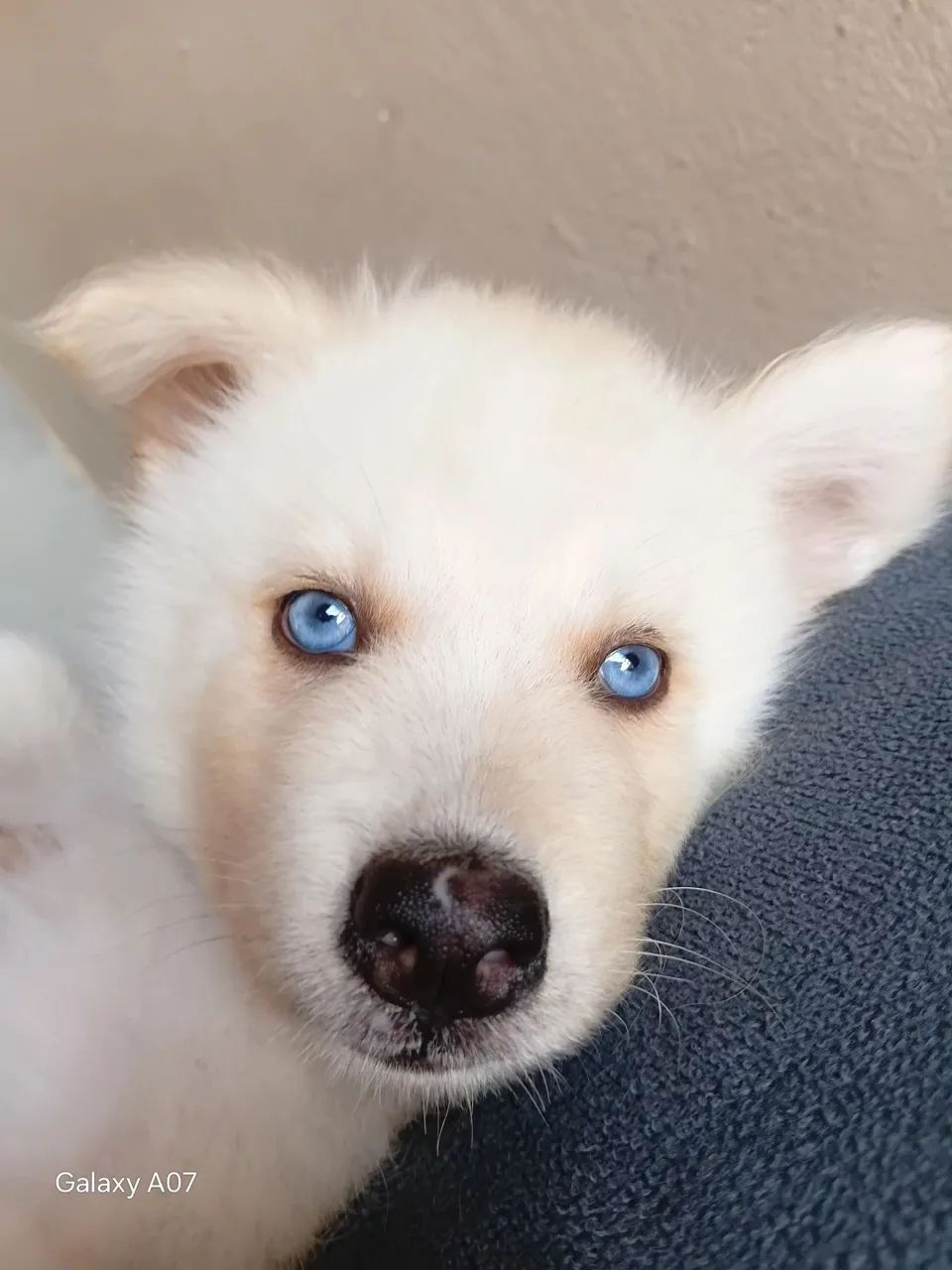 Husky siberiano  - Foto 3