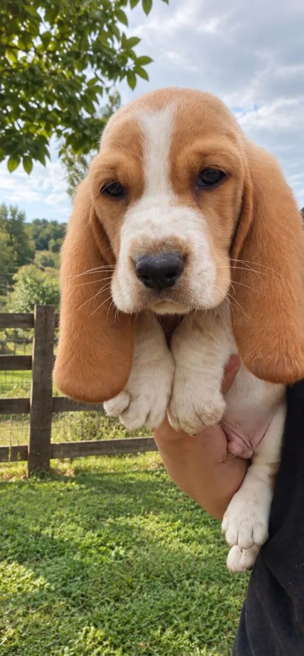 Basset hound macho 