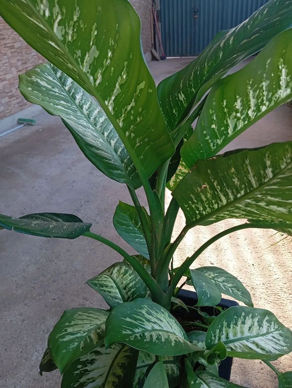 Planta comigo ninguém pode  - Foto 3