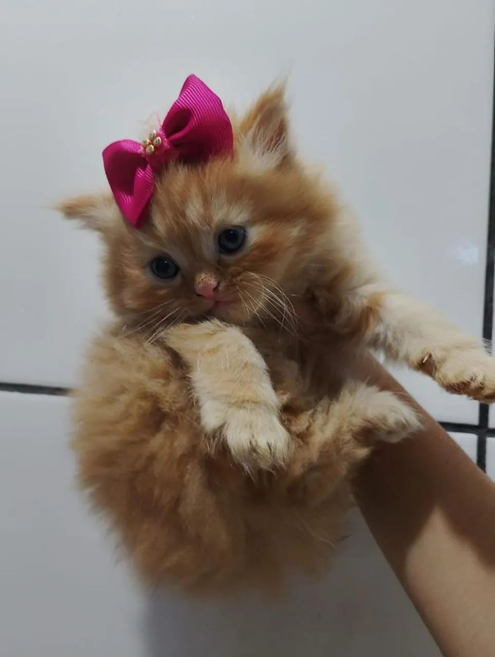 Fêmea de Gato persa com Exame e pedigree  - Foto 3