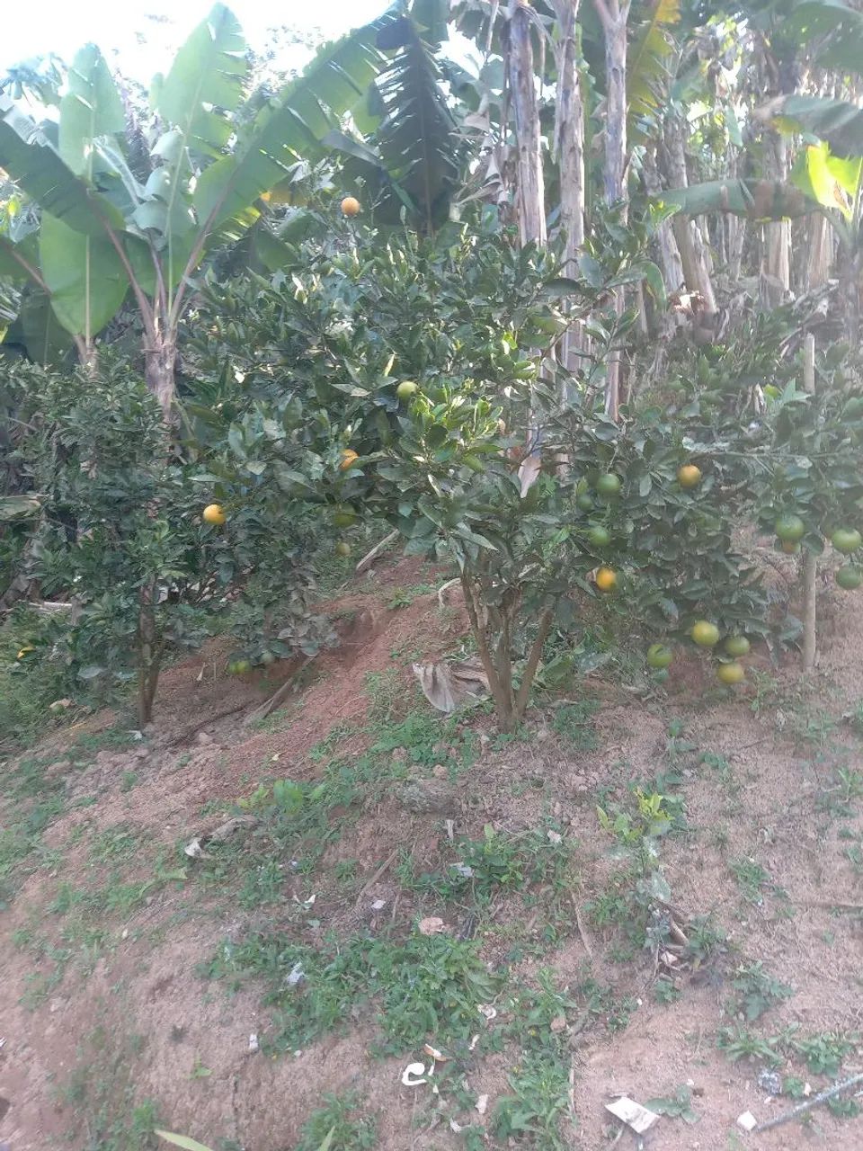 Vende-se essa chácara - Foto 4