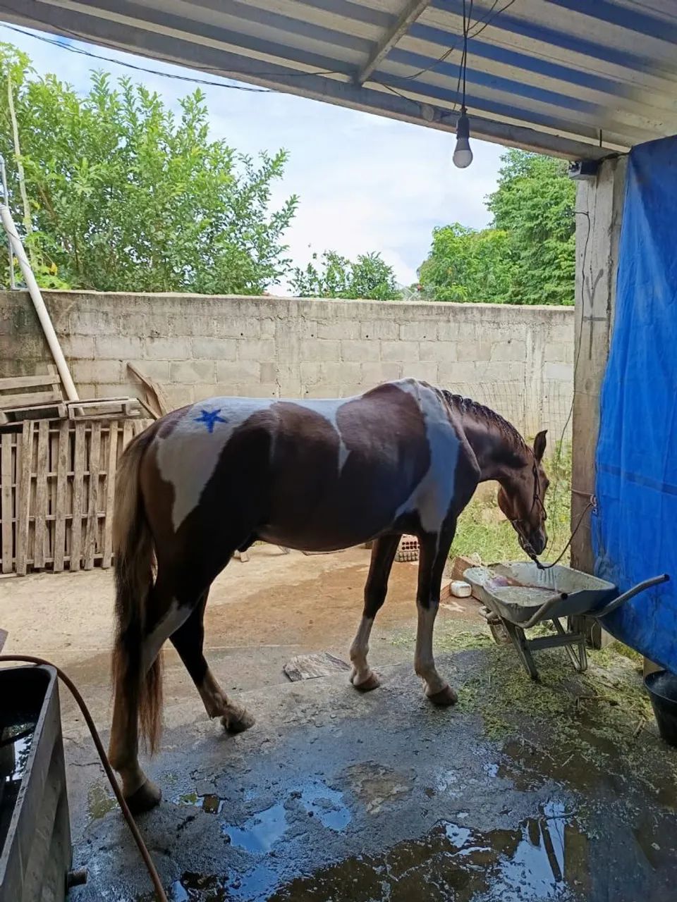 Vendo cavalo registrado pampa baio homozigoto  - Foto 3