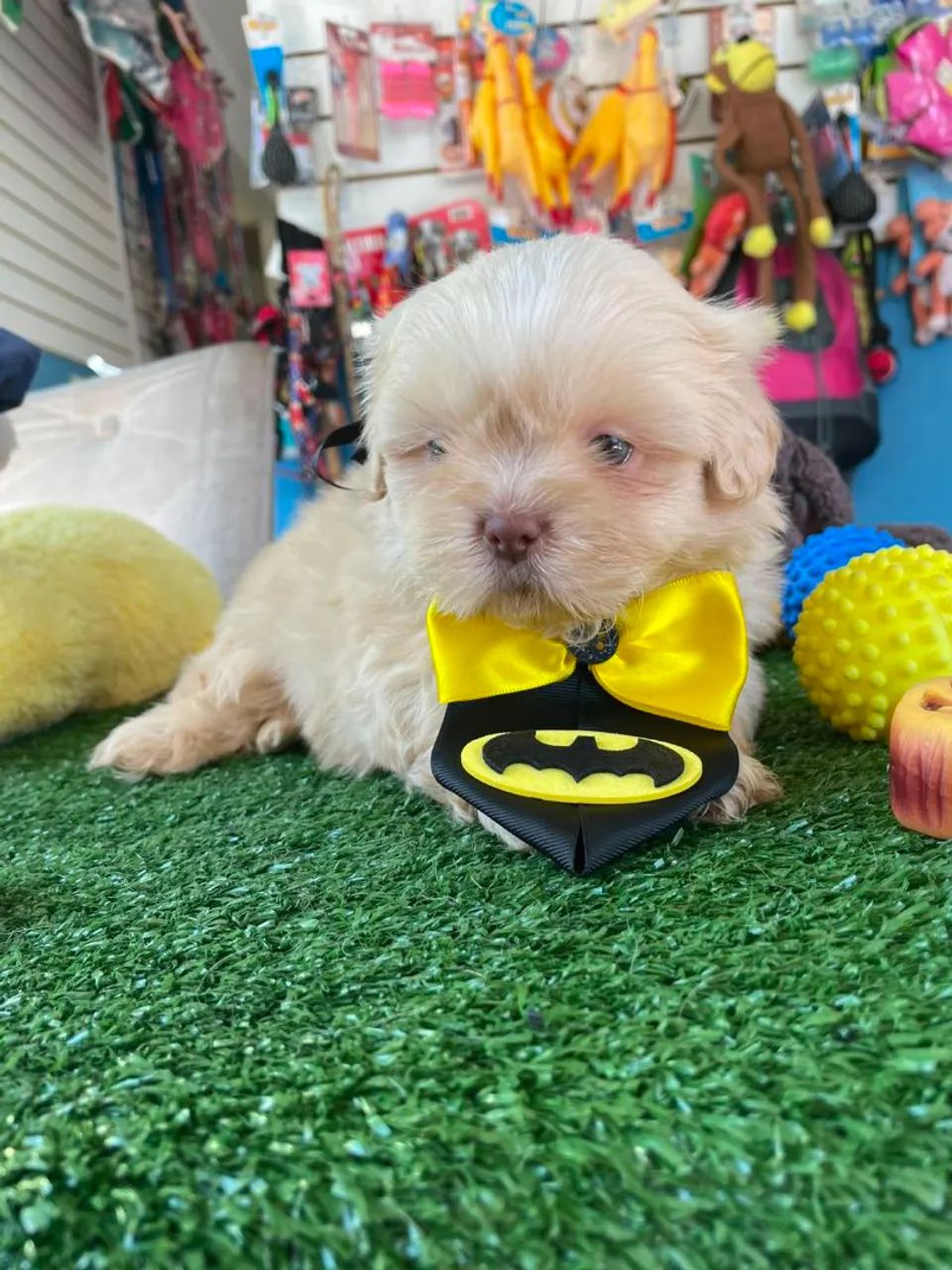 BB de shihtzu macho cor marfim 
