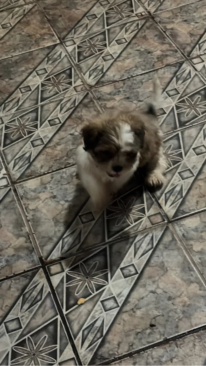 Vendo shitzu macho (pintadinho ou marronzinho com a cara preta) - Foto 2
