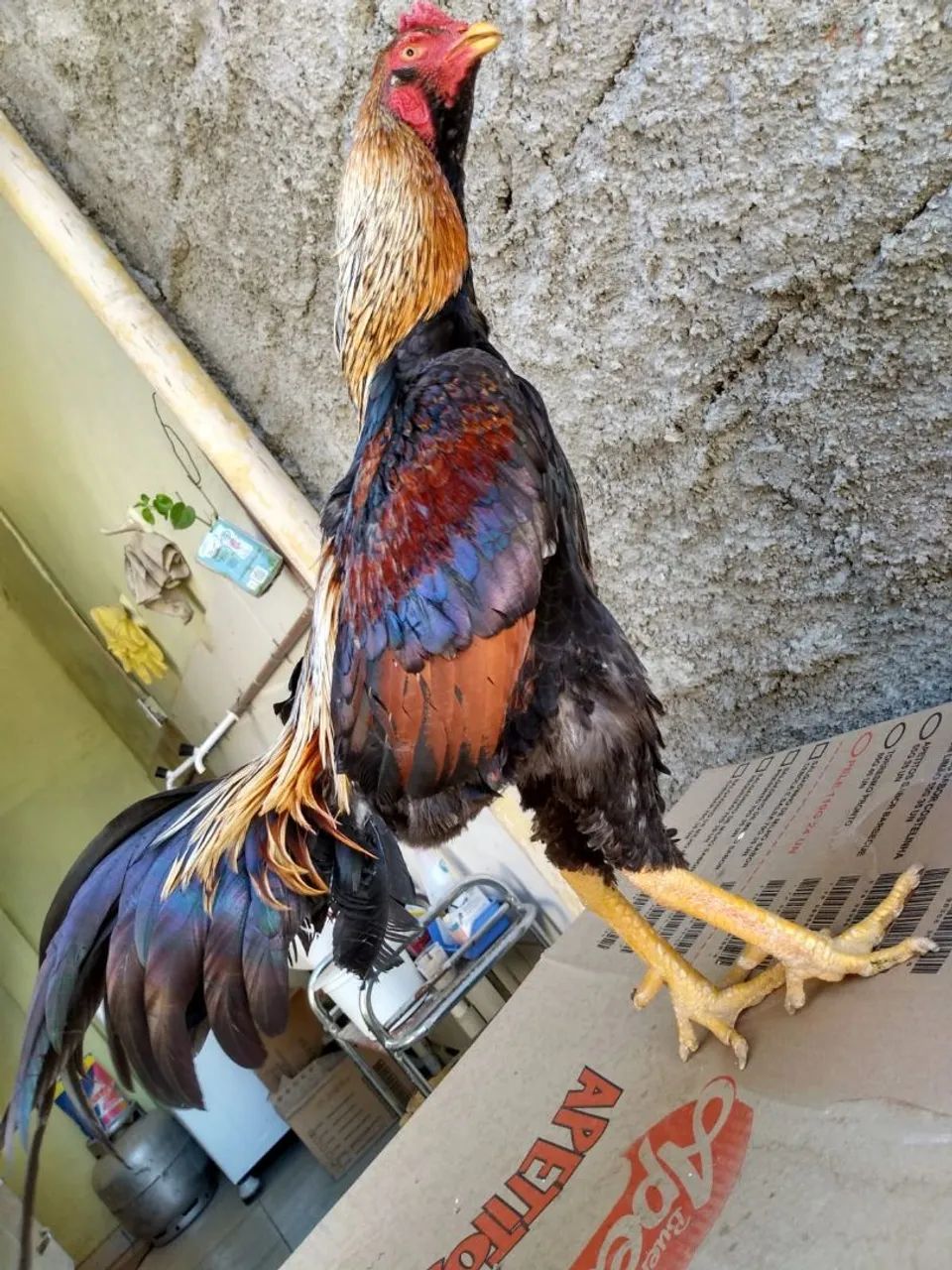 Galos  - Foto 2