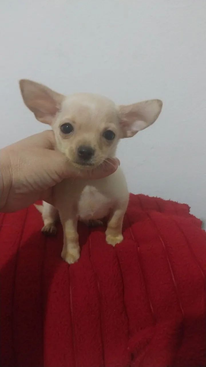 Chihuhua  - Foto 5