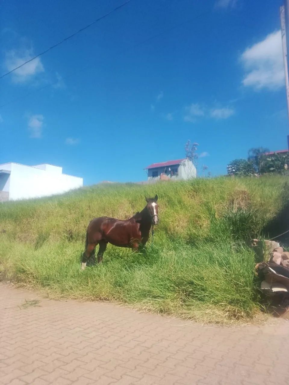 Cavalo Crioulo Colorado - Foto 4