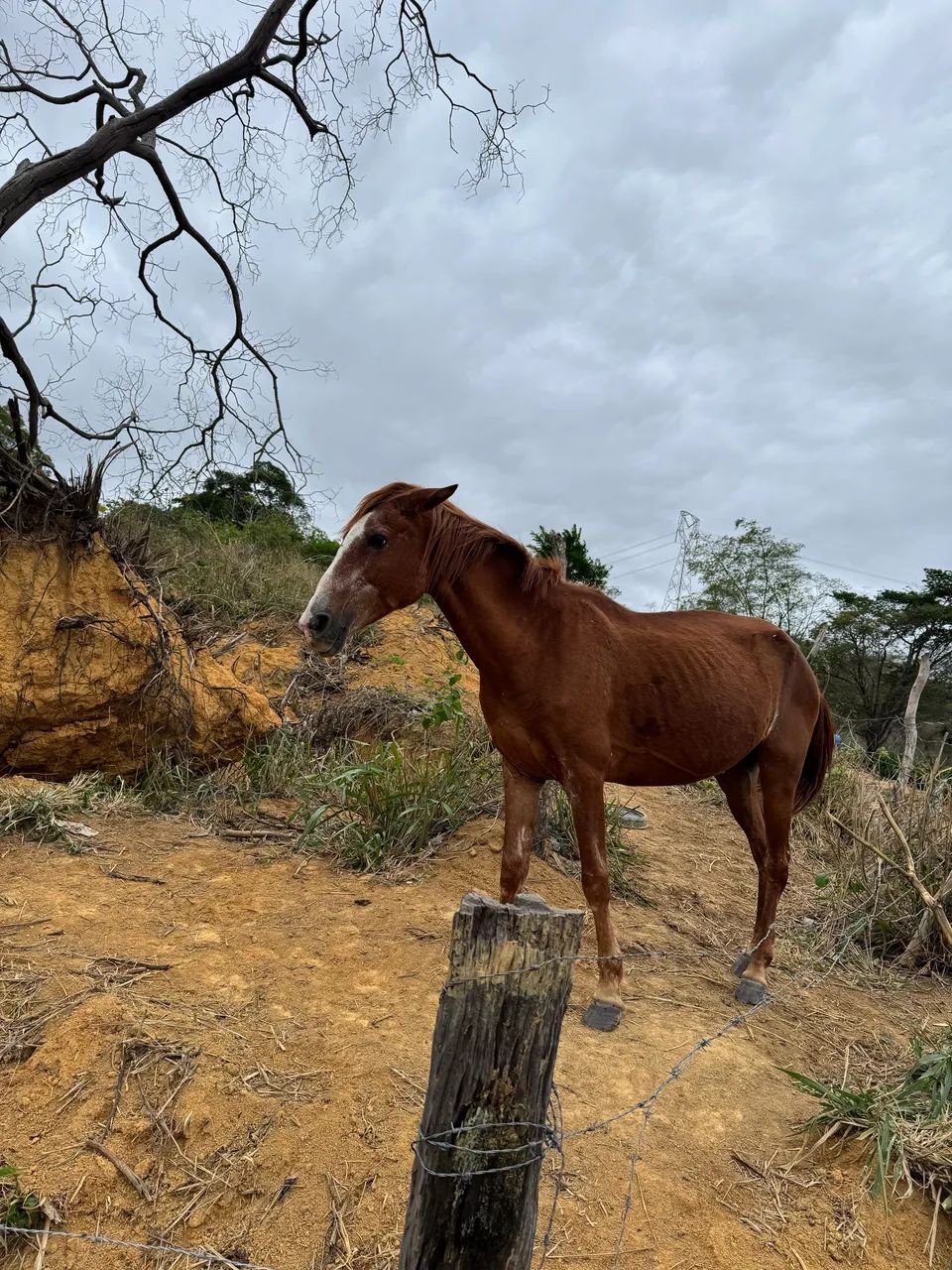 Égua mansa  - Foto 3