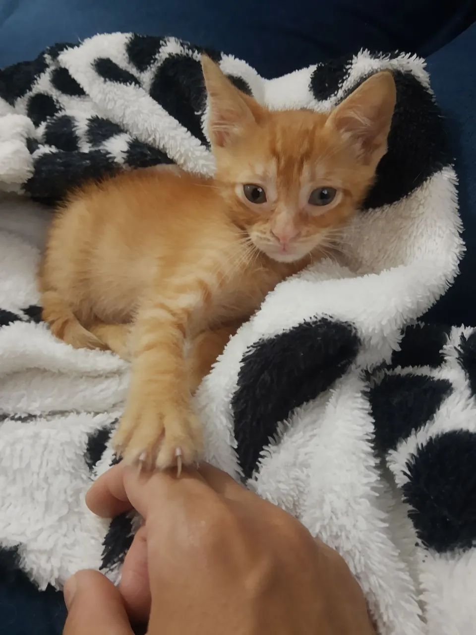 Doação de gato  - Foto 6