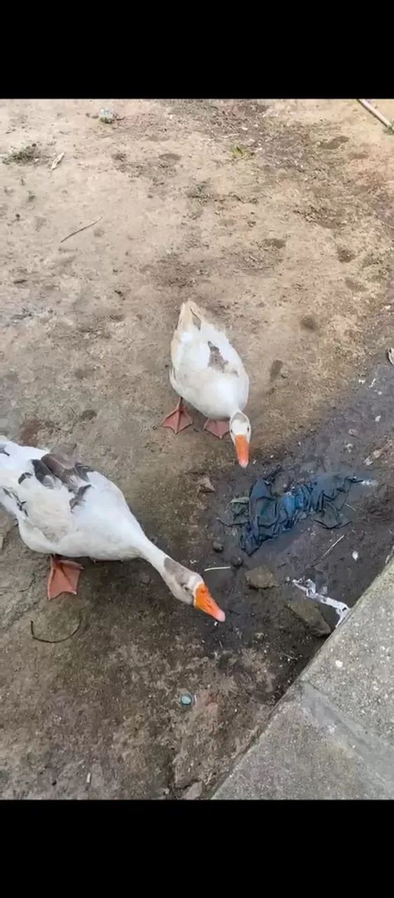 Casal de Ganso  - Foto 2