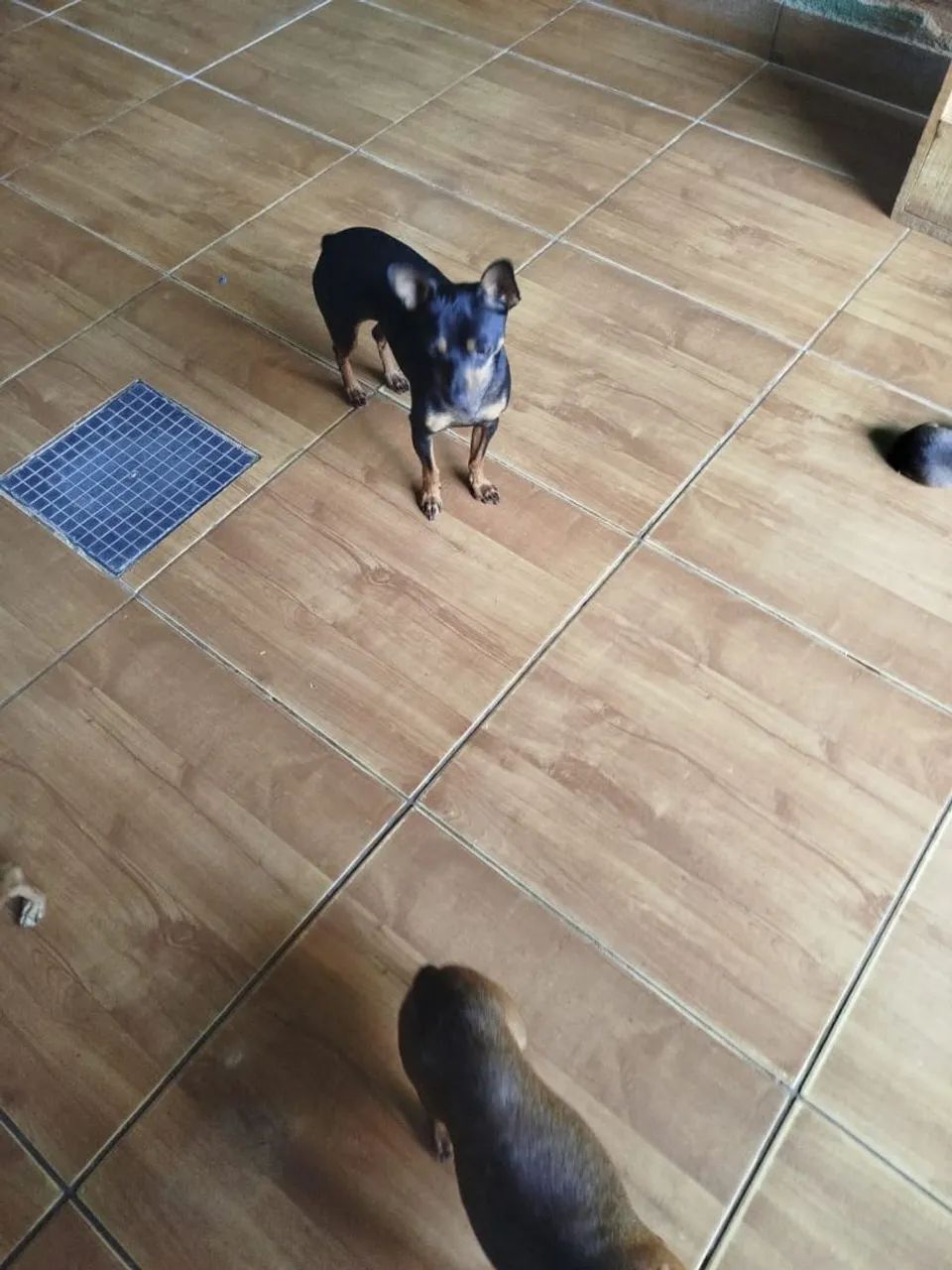 Pinscher 1 disponível - Foto 2