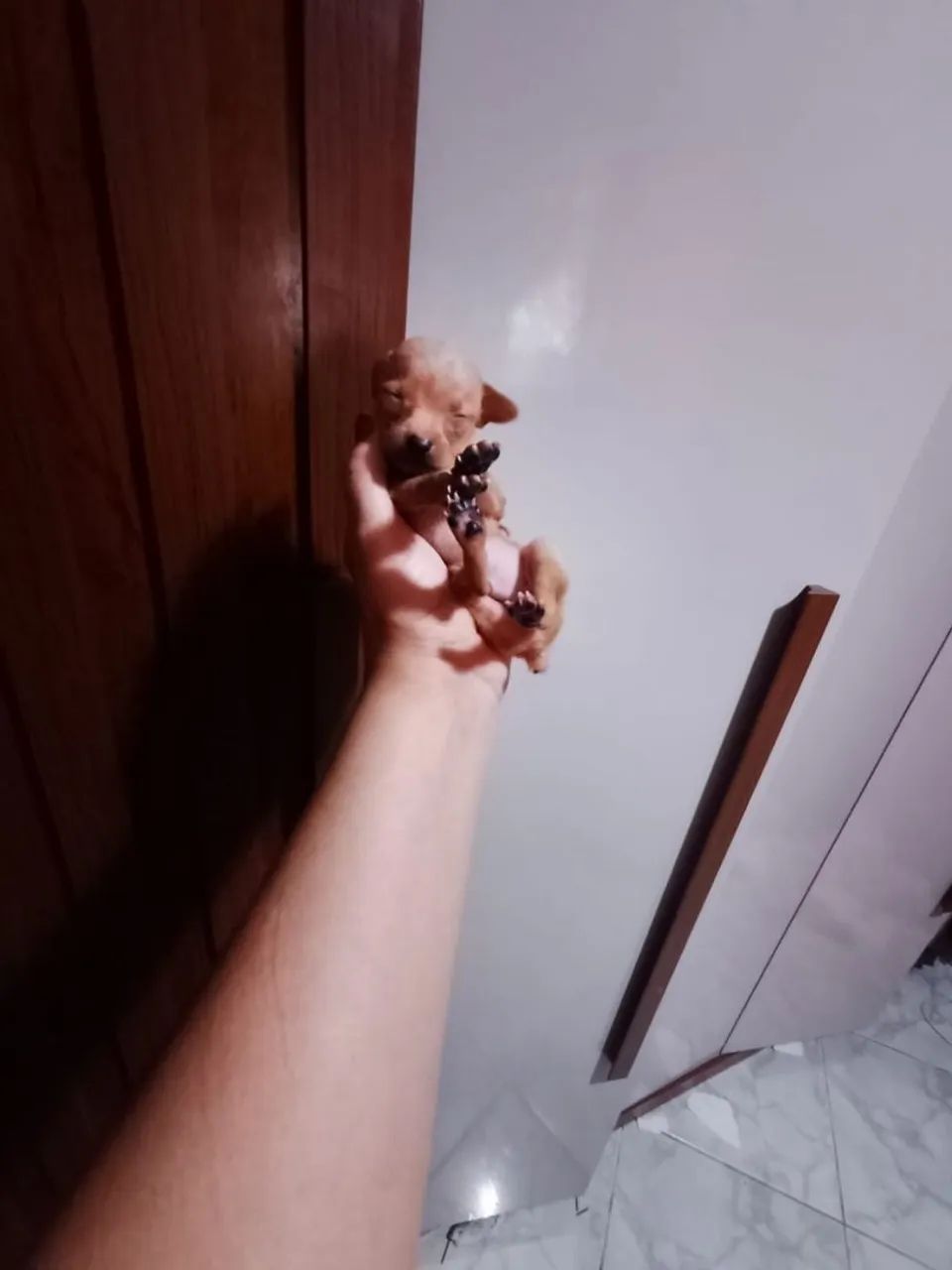 Pinscher  - Foto 2