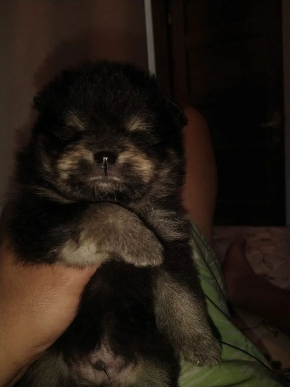 Dog - Foto 2