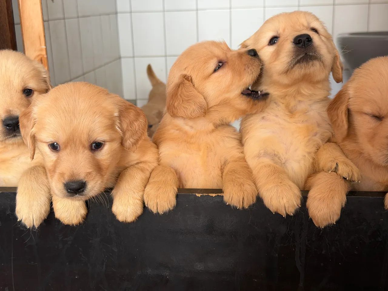 Golden 